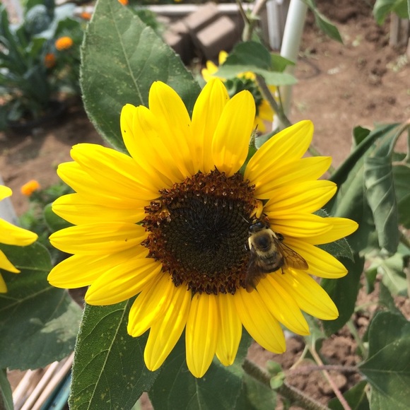 Meet your Posher. - Picture 1 of 1